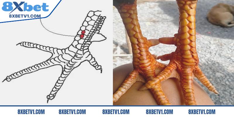 Có nên chọn chiến kê có vảy song cúc để đá