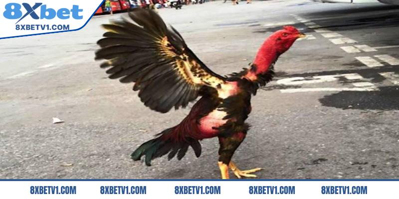 Gà chọi cánh tiên là gì?