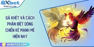 Gà khét và cách phân biệt dòng chiến kê mạnh mẽ hiện nay