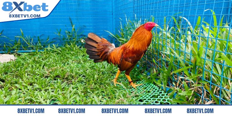 Gà khét là loại chiến kê thế nào?