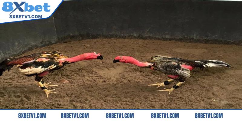 Lối đá của giống gà đá cánh tiên