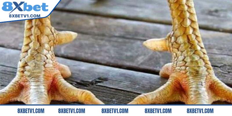 Một số cách nhận biết vảy gà song cúc